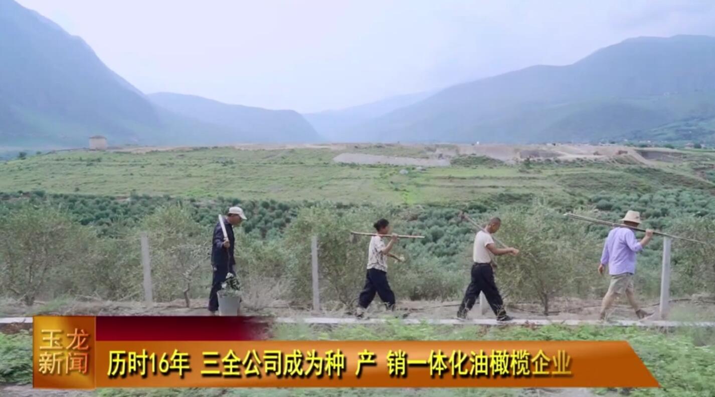 歷時16年三全公司成為種產(chǎn)銷一體化油橄欖企業(yè)